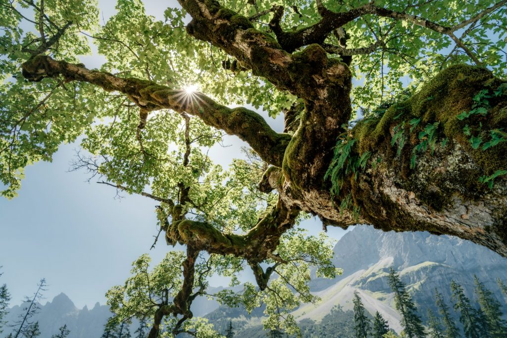Sunlight shines through ancient mossy tree branches